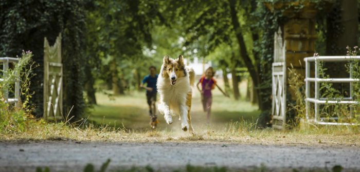 Szenenbild LASSIE - EINE ABENTEUERLICHE REISE. (c) Warner Bros. Entertainment