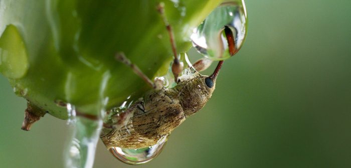 Dokumentarfilm Die Eiche Mein Zuhause (2022) Kinderfilmblog